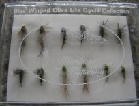 Blue Winged Olive Life Cycle Collection